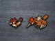 Pokemon Piafabec et Rapasdepic 021 022